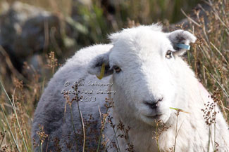 Herdwick Photographs by Betty Fold Gallery